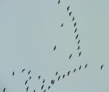 Canada Geese, Occoquan Bay NWR