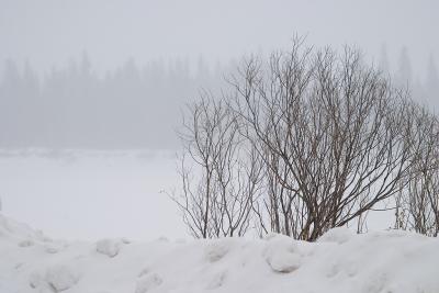 Trees and island in snowfall