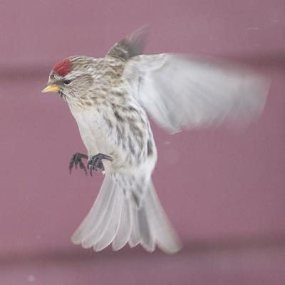 Red Poll coming in to land
