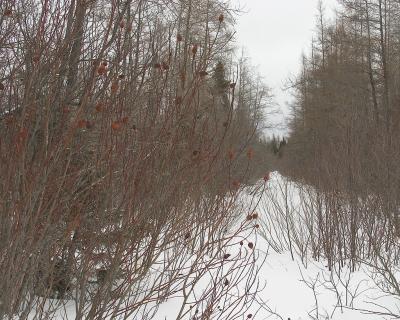 Willow cones along the winter road