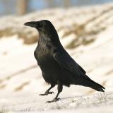 Raven out for a stroll