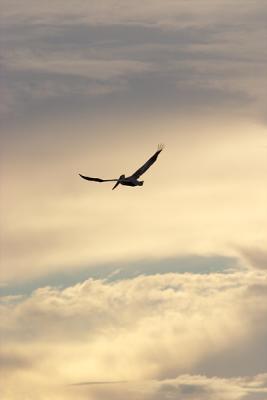 Pelican Sky