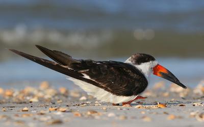 blackskimmer.jpg