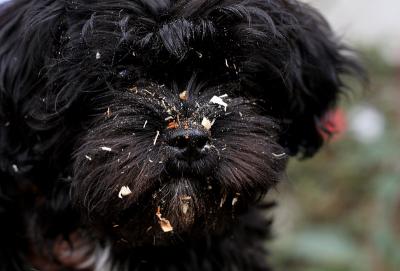 dustmop.jpg