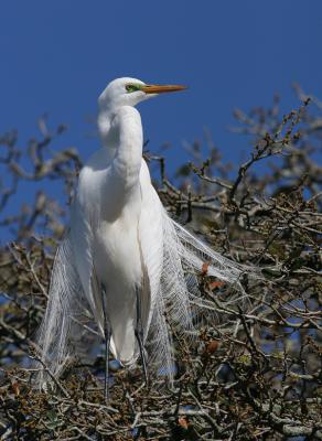 Alligator farm bird rookery 2005