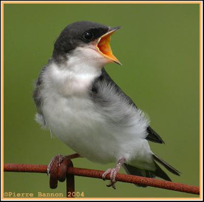 Hirondelle bicolore (Tree Swallow)