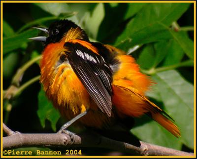 Oriole de Baltimore (Baltimore Oriole) le Bizard