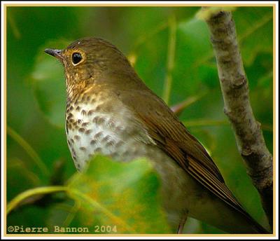 Grive  dos olive (Swainson's Thrush) Cimetire Mount-Royal