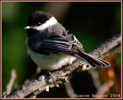 Msange  tte noire (Black-capped Chickadee) La Prairie