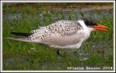 Sterne caspienne (Caspian Tern) Saint-Blaise