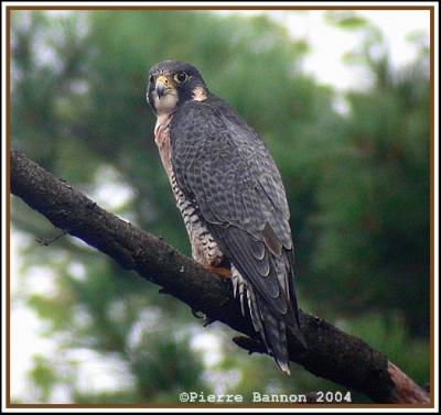 Faucon plerin (Peregrine Falcon) Chambly