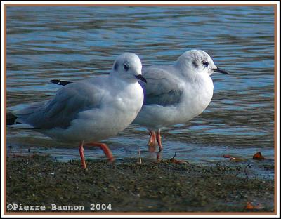Mouette de Bonaparte (Saint-Jean-sur-Richelieu)