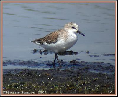 Red-necked Stint (Bcasseau  col roux)
