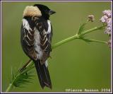 Goglu des prs (Bobolink) Boucherville