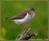 Chevalier grivel (Spotted Sandpiper) Boucherville