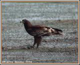 Greater Spotted Eagle (Aigle criard)