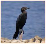 Little Cormorant (Cormoran de Vieillot)
