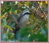 White-crested Laughingthrush (Garrulaxe  huppe blanche)