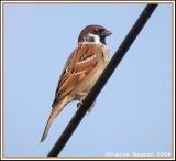 Eurasian Tree Sparrow (Moineau friquet)