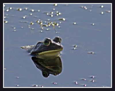 Bronze Frog...catchin' some rays...