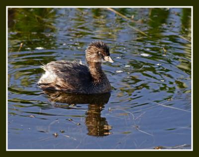 Pied-Billed Grebe