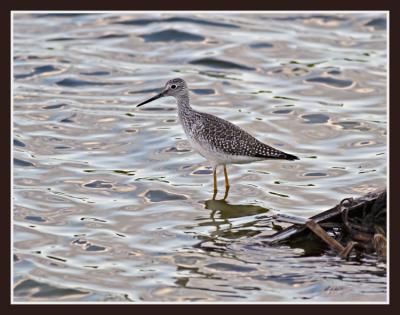 Greater Yellowlegs (or is it the Lesser???)