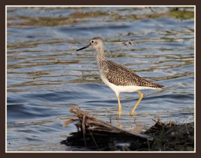Sub-Gallery:  Extra Sandpiper-like Bird Images