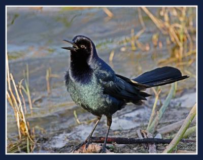 Boat-Tailed Grackle (Male)