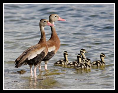 Black Bellied Whistling Ducks with Chicks