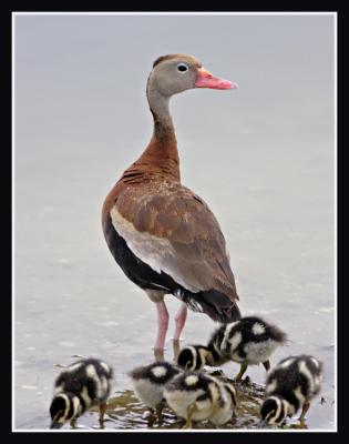 Black Bellied Whistling Duck with Chicks