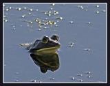 Bronze Frog...catchin some rays...