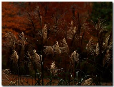 u49/pderocco/medium/34963876.108313Mohonkgrass.jpg