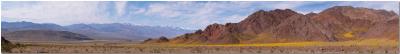 Death Valley meadow