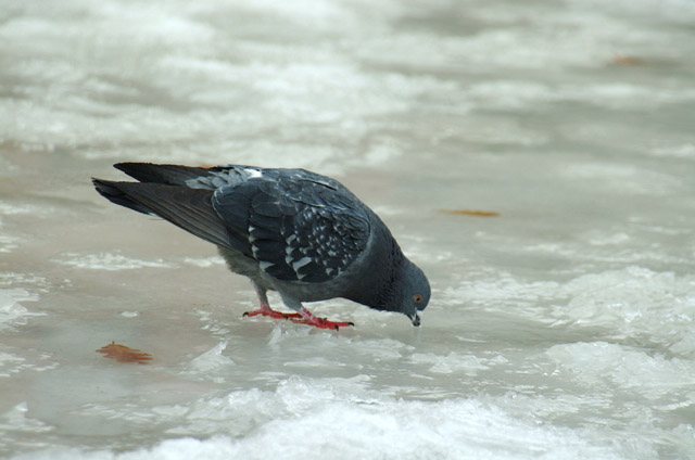 DSCF1299.jpg