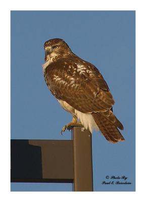 Hawk on a Light Pole