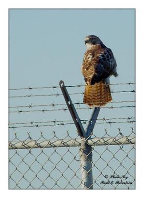 Hawk on a Fence