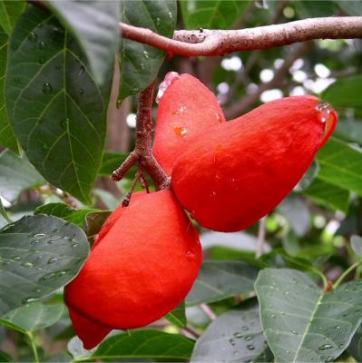 Fruit