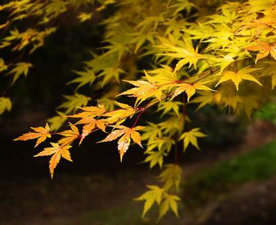 More Fall Leaves (2004)
