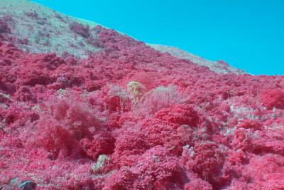 Trying Infrared with a R72 Filter and the D60