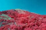 Trying Infrared with a R72 Filter and the D60