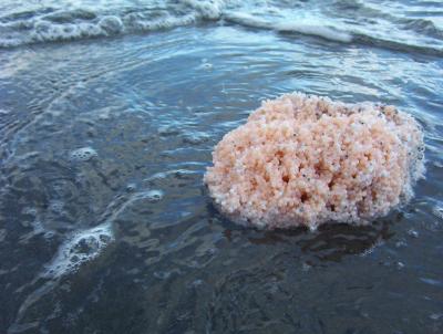 ling cod eggs washed up