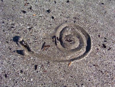 snail signature