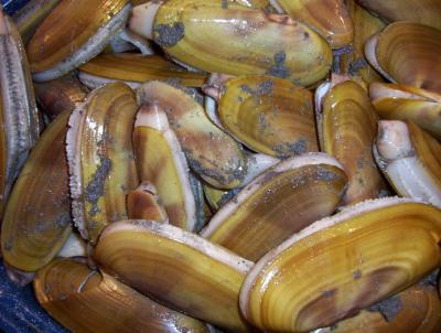 razor clam haul