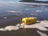 a float comes ashore