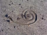 snail signature