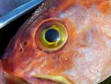 yellow eye rockfish (yum!)