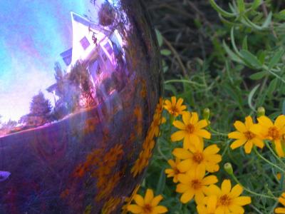 Gazing ball  and Copper Canyon Daisies