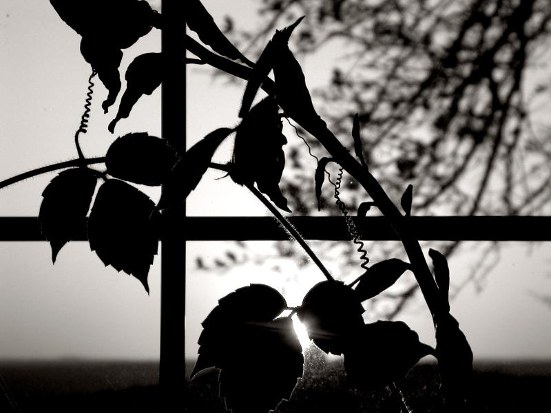 Black and White Sunset