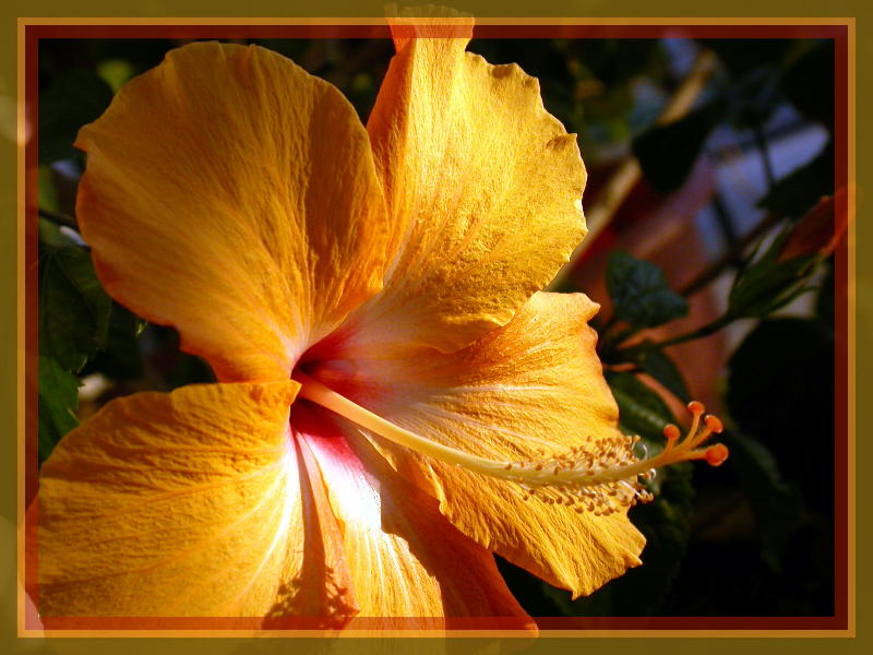 My favorite Hibiscus