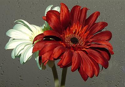 u49/philinnz/medium/40938100.DSC_2599_800flower.jpg